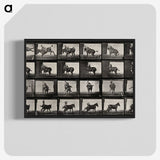 2-12_Eadweard-Muybridge_blk-crop