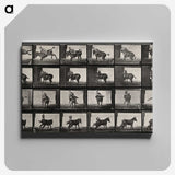 2-12_Eadweard-Muybridge_canvas