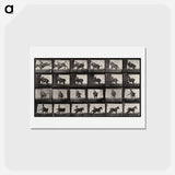 アートポストカード-Falling From Horseback
 - エドワード マイブリッジ Postcard.