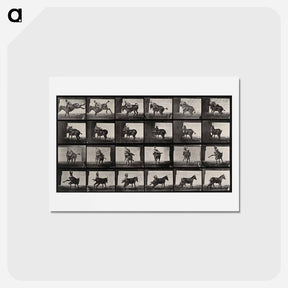 アートポストカード-Falling From Horseback
 - エドワード マイブリッジ Postcard.