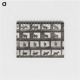 2-12_Eadweard-Muybridge_memo