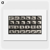 2-12_Eadweard-Muybridge_picture