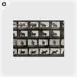 2-12_Eadweard-Muybridge_postcard