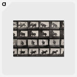 アートポストカード-Falling From Horseback
 - エドワード マイブリッジ Postcard.