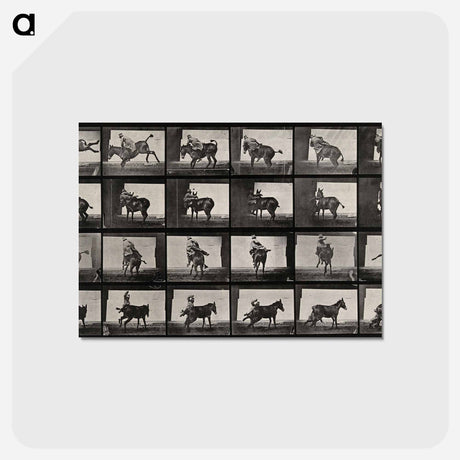 アートポストカード-Falling From Horseback
 - エドワード マイブリッジ Postcard.