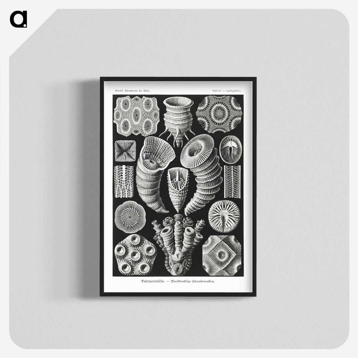 2-12_Ernst-Haeckel_blk-crop