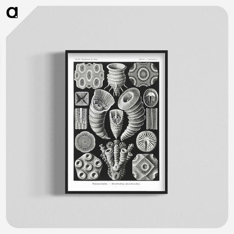 2-12_Ernst-Haeckel_blk-crop