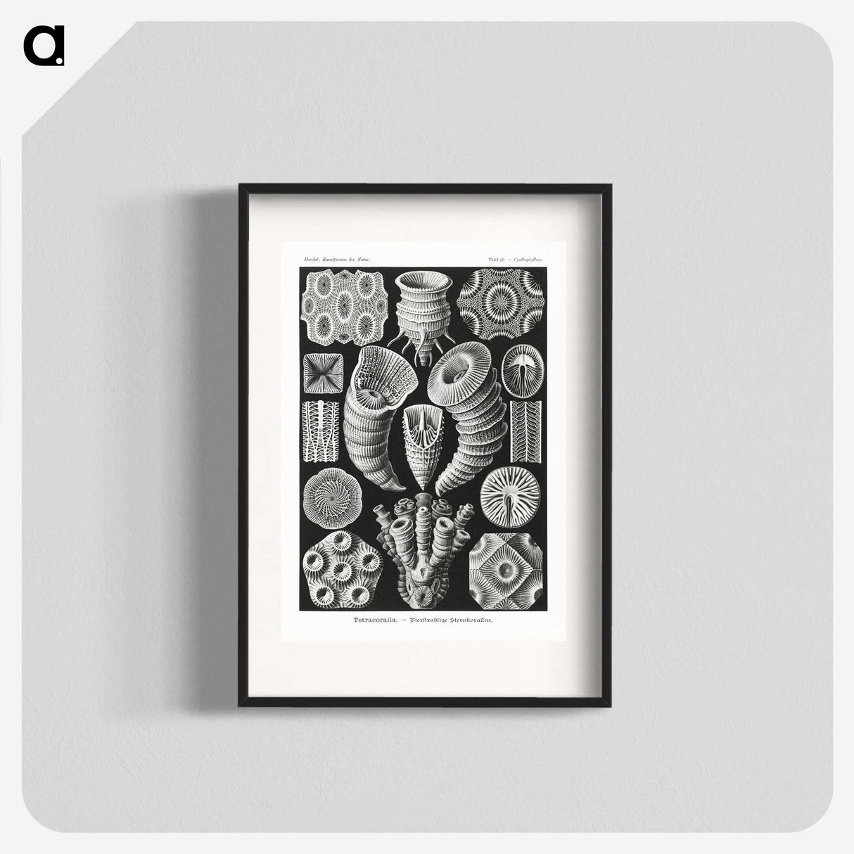 2-12_Ernst-Haeckel_blk
