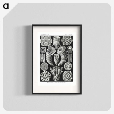 2-12_Ernst-Haeckel_blk