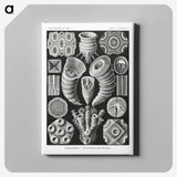 2-12_Ernst-Haeckel_canvas