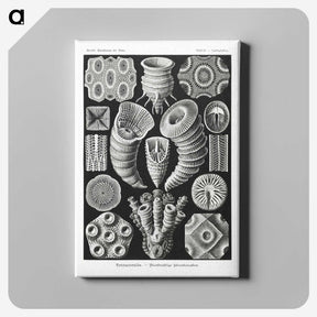 2-12_Ernst-Haeckel_canvas