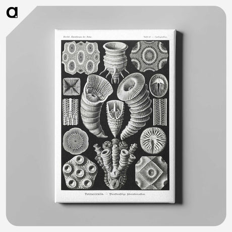 2-12_Ernst-Haeckel_canvas