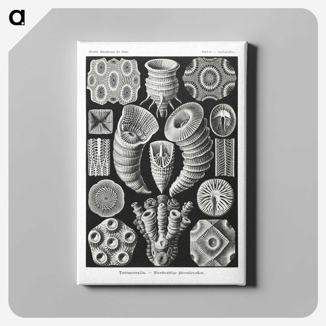 2-12_Ernst-Haeckel_canvas