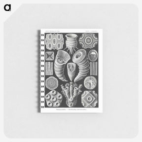 2-12_Ernst-Haeckel_memo