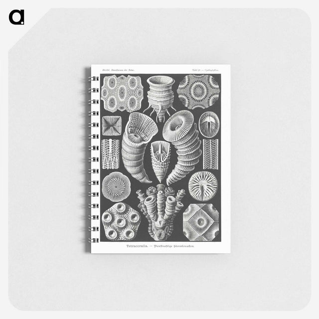 2-12_Ernst-Haeckel_memo