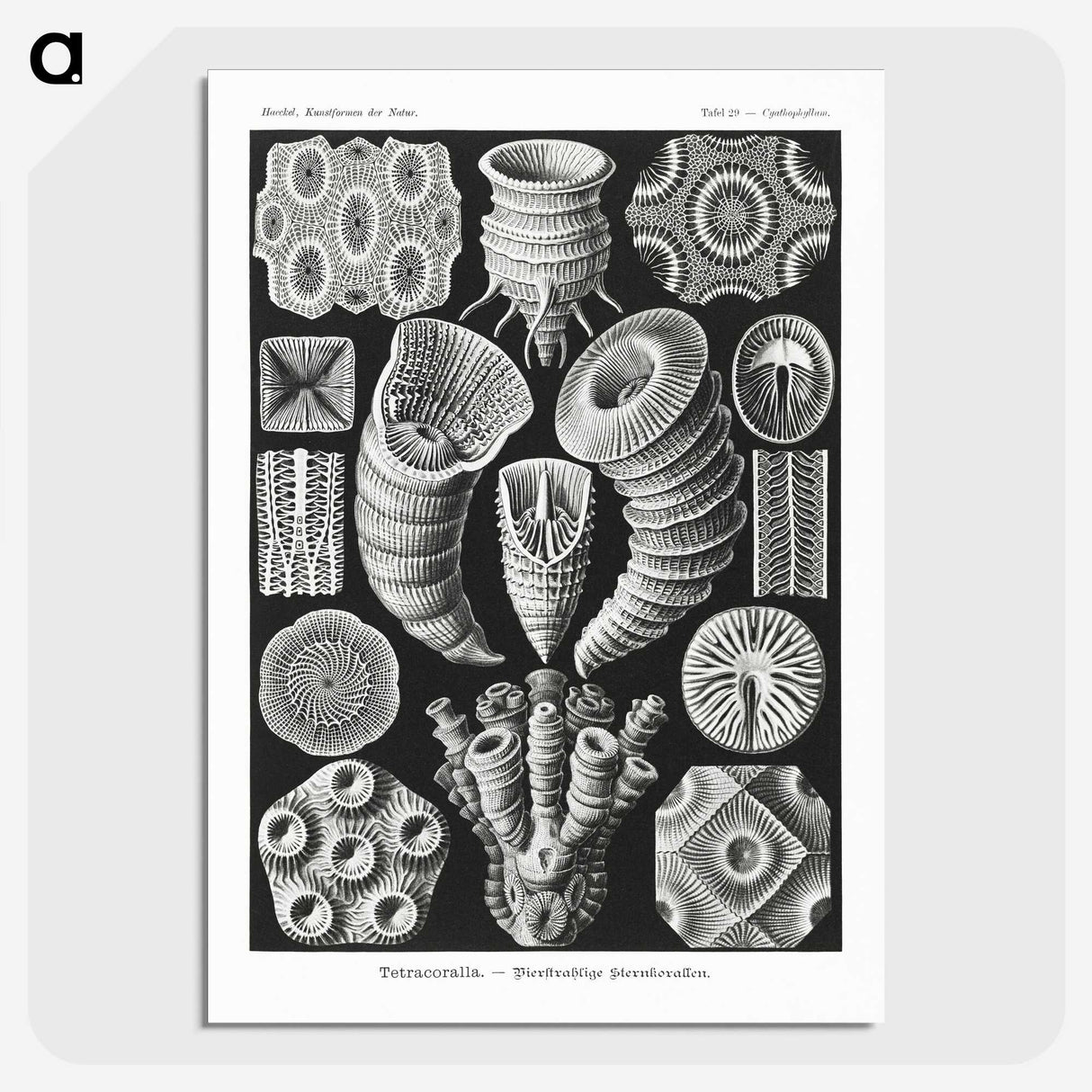 2-12_Ernst-Haeckel_picture-crop