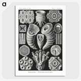 2-12_Ernst-Haeckel_picture-crop