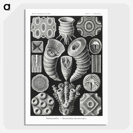 2-12_Ernst-Haeckel_picture-crop