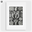 2-12_Ernst-Haeckel_picture