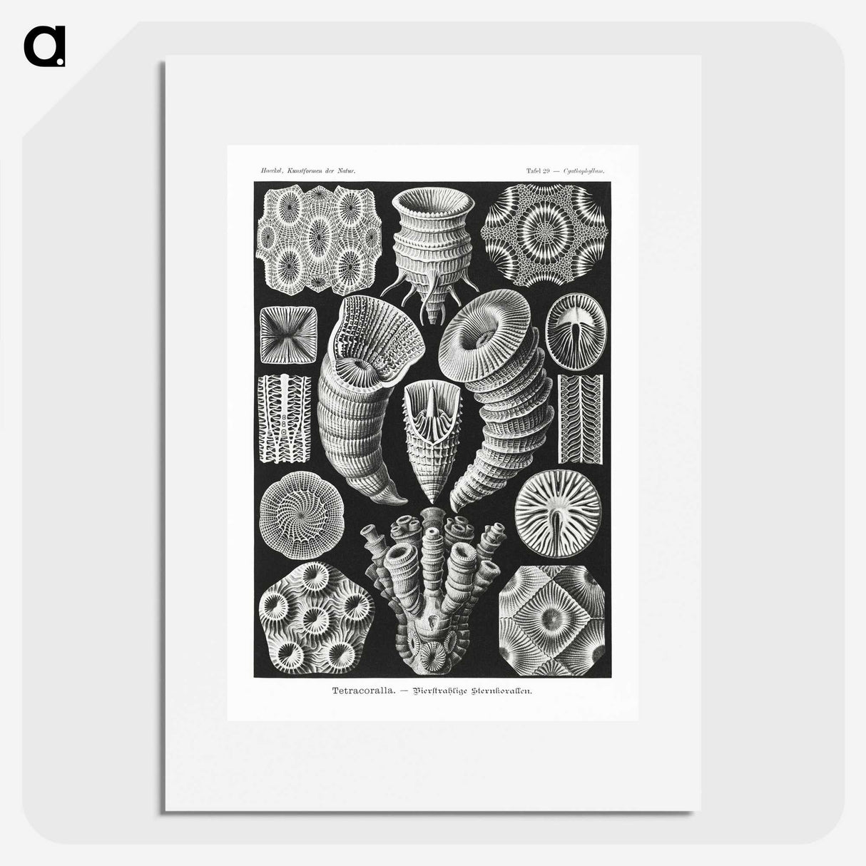 2-12_Ernst-Haeckel_picture