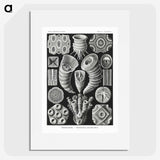 2-12_Ernst-Haeckel_picture