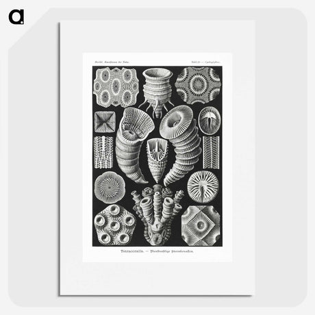 2-12_Ernst-Haeckel_picture