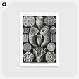 2-12_Ernst-Haeckel_postcard