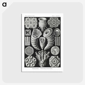 2-12_Ernst-Haeckel_postcard
