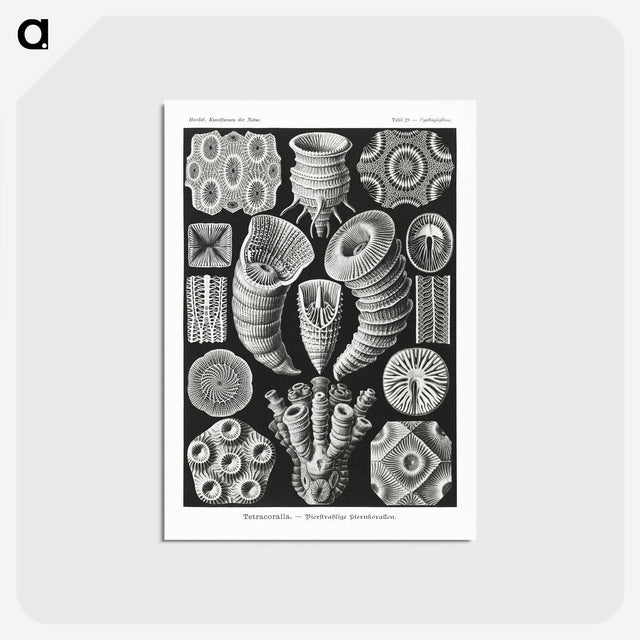2-12_Ernst-Haeckel_postcard