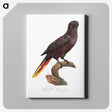 2-12_Francois-Levaillant_canvas