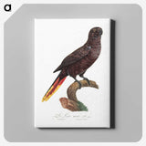 2-12_Francois-Levaillant_canvas