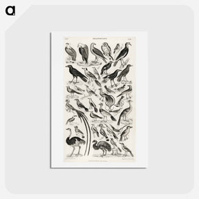 アートポストカード-Ornithology
 - ゴールドスミスの生き生きとした自然 Postcard.
