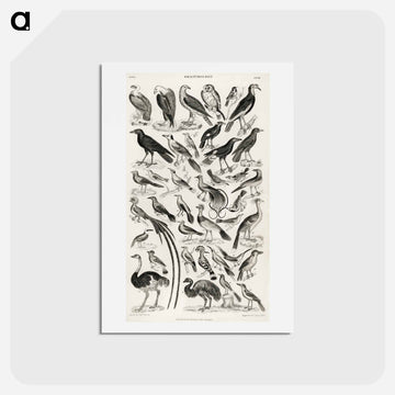 Ornithology
 - ゴールドスミスの生き生きとした自然 Postcard.