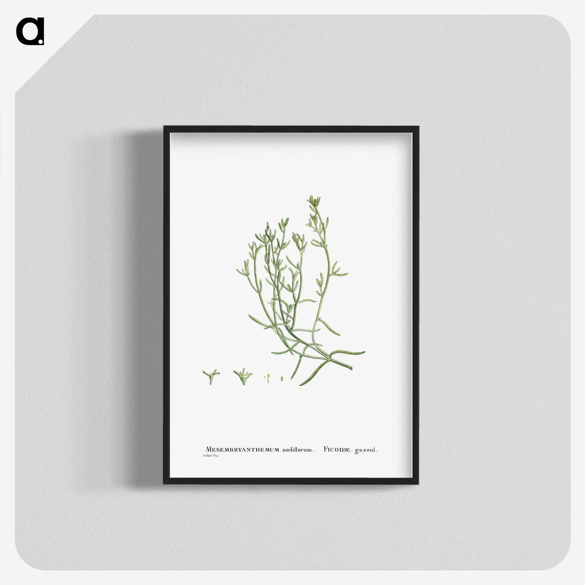 2-12_Histoire-des-Plantes-Grasses_blk-crop