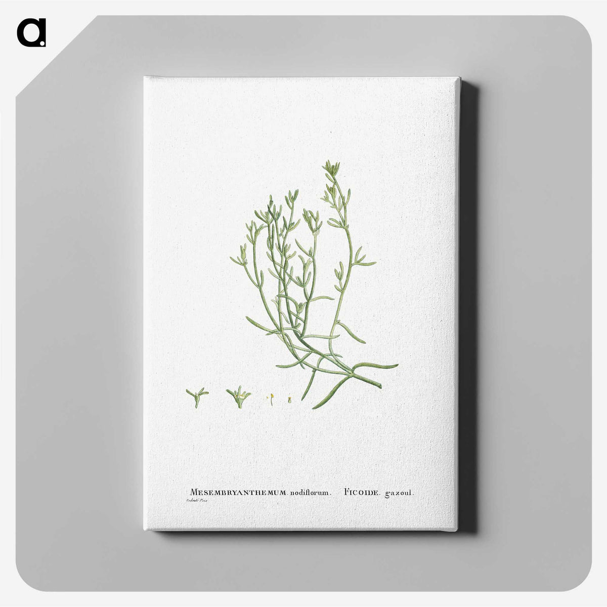 2-12_Histoire-des-Plantes-Grasses_canvas
