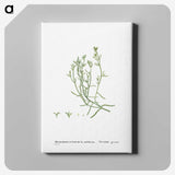 2-12_Histoire-des-Plantes-Grasses_canvas