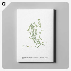 2-12_Histoire-des-Plantes-Grasses_canvas