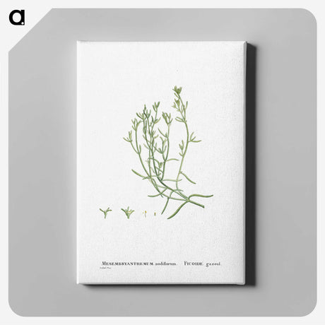 2-12_Histoire-des-Plantes-Grasses_canvas