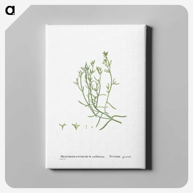 2-12_Histoire-des-Plantes-Grasses_canvas