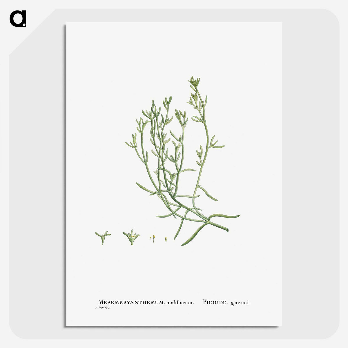 2-12_Histoire-des-Plantes-Grasses_picture-crop
