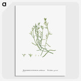 2-12_Histoire-des-Plantes-Grasses_picture-crop