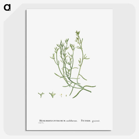 2-12_Histoire-des-Plantes-Grasses_picture-crop