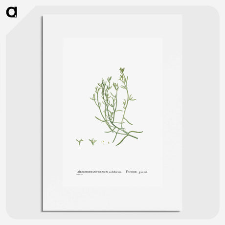 2-12_Histoire-des-Plantes-Grasses_picture