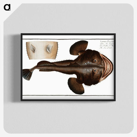 2-12_Ichtyologie-ou-Histoire-naturelle_blk-crop