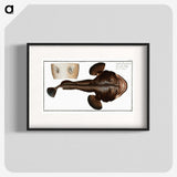2-12_Ichtyologie-ou-Histoire-naturelle_blk