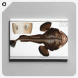 2-12_Ichtyologie-ou-Histoire-naturelle_canvas