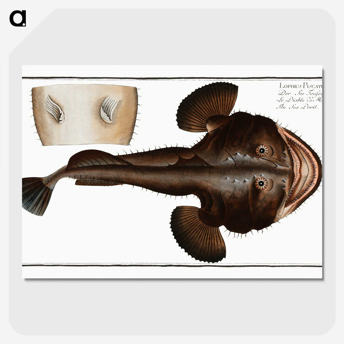 2-12_Ichtyologie-ou-Histoire-naturelle_picture-crop