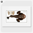 2-12_Ichtyologie-ou-Histoire-naturelle_picture