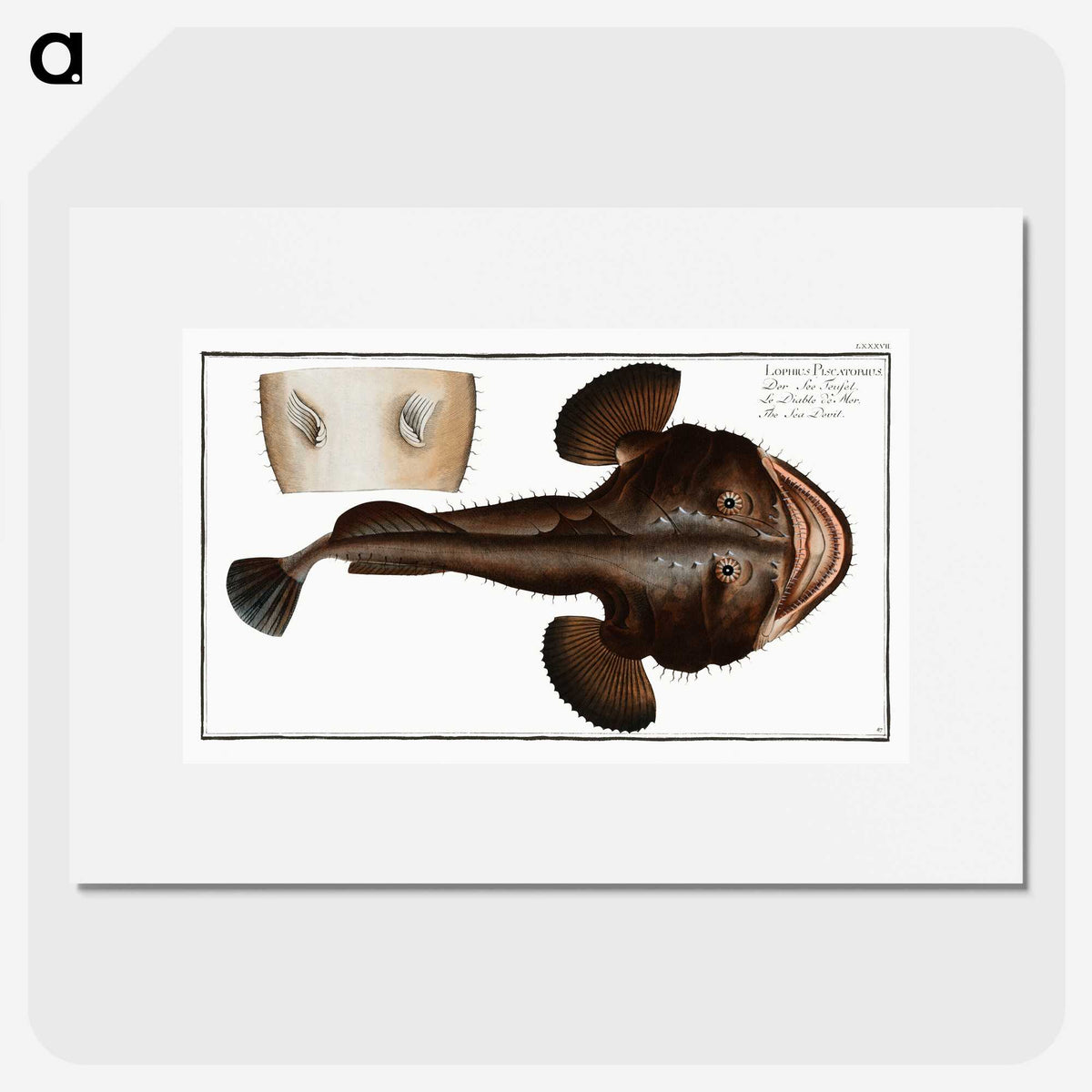 2-12_Ichtyologie-ou-Histoire-naturelle_picture