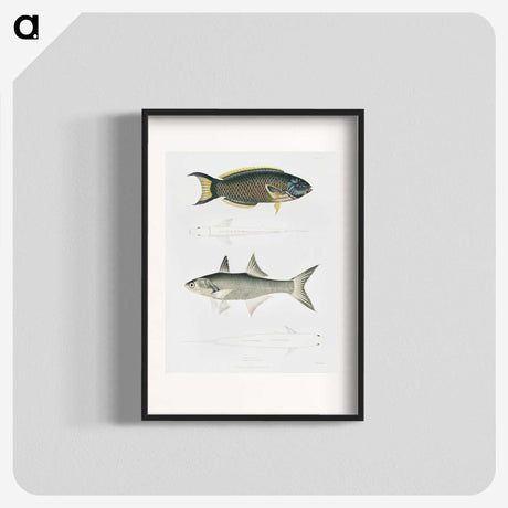 2-12_Indian-Zoology_blk